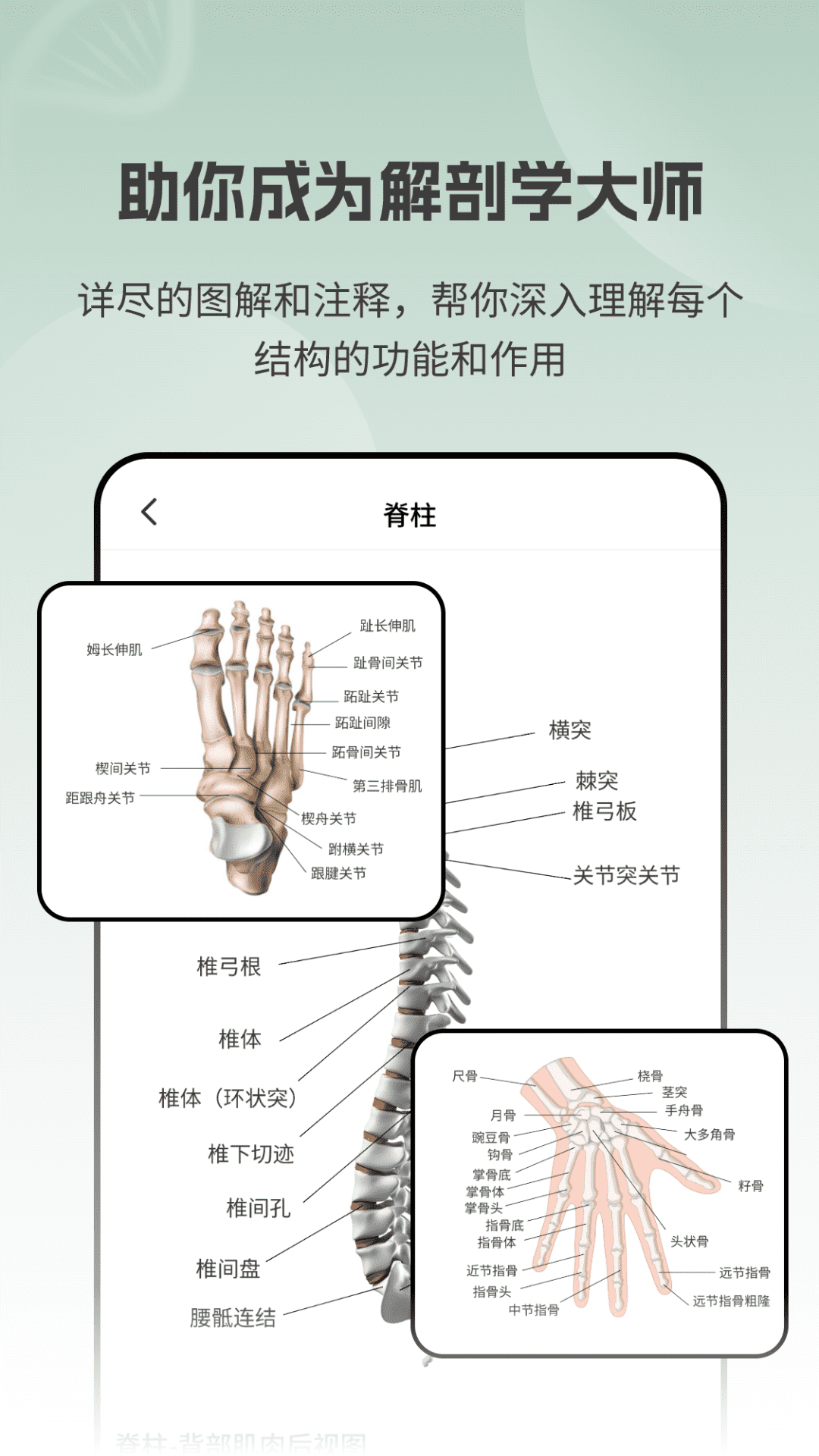 解剖模型Body截图
